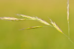 Bromus carinatus