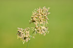 Dactylis glomerata