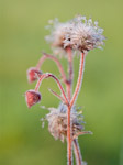 Geum rivale