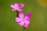 Dianthus carthusianorum