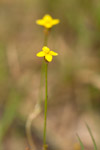 Cicendia filiformis