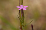 Dianthus armeria
