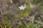 Minuartia verna