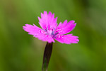 Dianthus deltoides