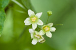 Bryonia dioica
