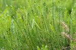 Lycopodium annotinum