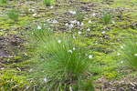 Eriophorum vag