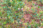 Vaccinium oxy