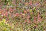 Drosera rot