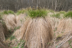 Carex approp