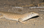 Acanthodactylus schmidti