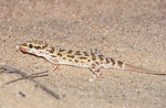 Bunopus tuberculatus