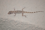 Cyrtopodion scabrum