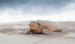 Caretta caretta