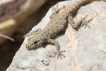 Pristurus rupestris