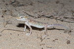 Stenodactylus doriae