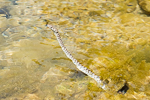 Platyceps rhodorachis
