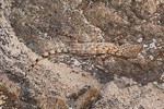 Ptyodactylus hasselquistii