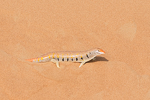 Scincus mitranus