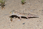 Stenodactylus leptocosymbotes