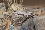 Hemidactylus persicus
