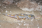 Teratoscincus keyserlingii